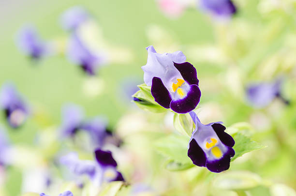 istock Torenia or Wishbone flowers 497750219
