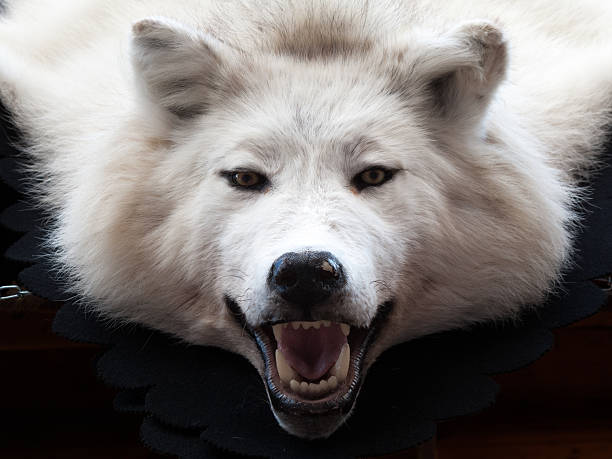istock Close-up of a Wolf rug 497750421