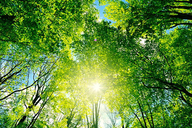 zielony las - beech leaf low angle view deciduous tree tree trunk zdjęcia i obrazy z banku zdjęć