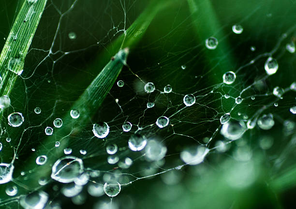 water drop on cobweb stock photo