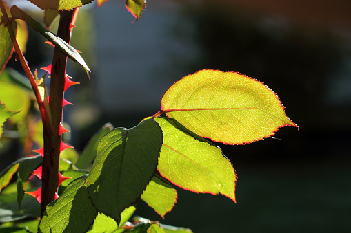 Close-up of a leaf of rosebush against the light