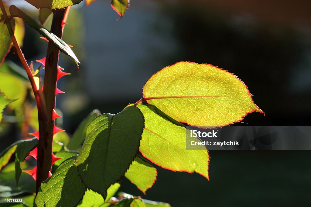 Leaf of rosebush Close-up of a leaf of rosebush against the light Thorn Stock Photo