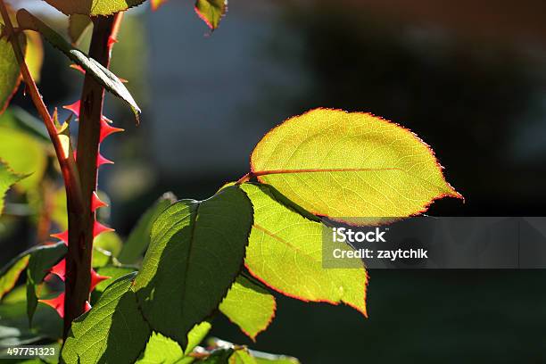 Leaf Of Rosebush Stock Photo - Download Image Now - Thorn, Back Lit, Bush