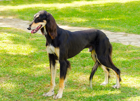 A side view of a healthy beautiful grizzle, black and tan, Saluki standing on the lawn looking happy and cheerful. Persian Greyhound dogs are slim and slender with a long narrow head.