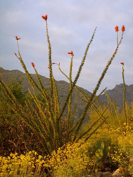 ocotilla cactus en montañas catalina de tucson - single flower flower desert new mexico fotografías e im�ágenes de stock