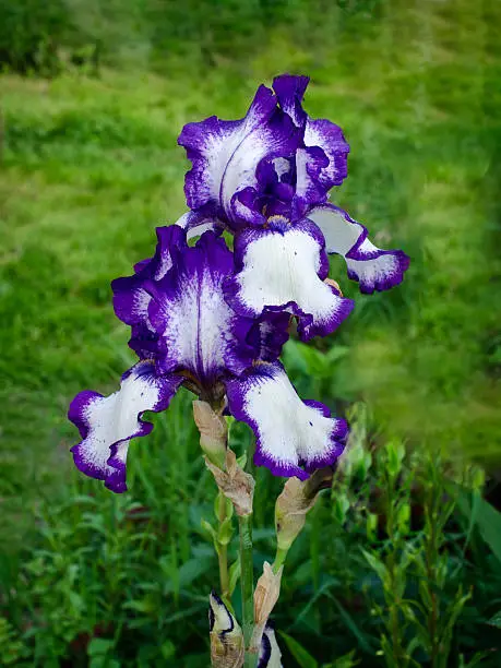 Tall Bearded Iris blossing in gardening
