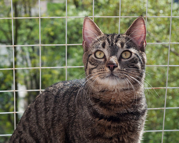 istock Tabby cat on background of window 497751749