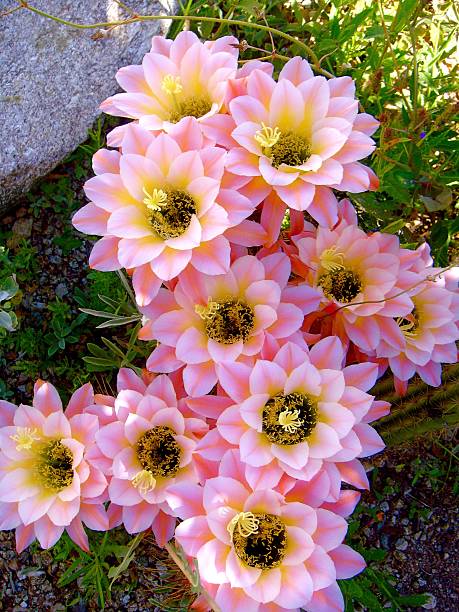 cactus fiori rosa pallido a tucson - flower desert single flower cactus foto e immagini stock