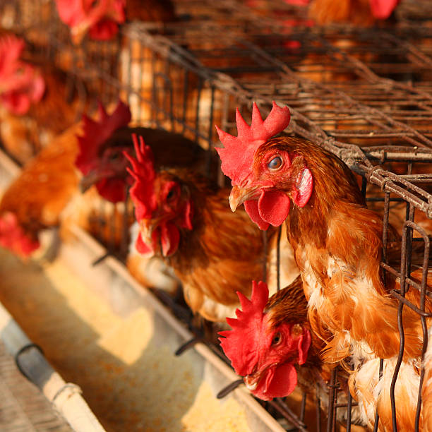 istock Chicken on traditional poultry farm 497752133