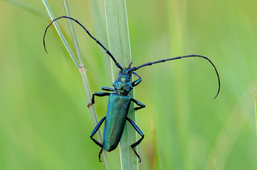 This beetle cerambicidae and resting on a blade of grass, are usually near 