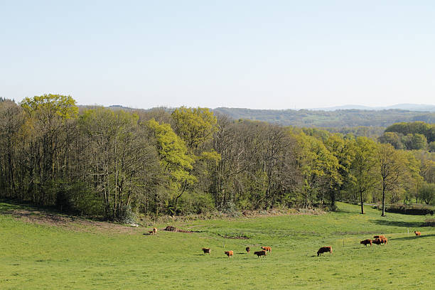 istock Herd of cows limousines. 497752631