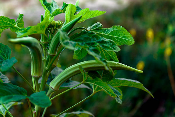 Okra plant close up organic produce food farming stock photo