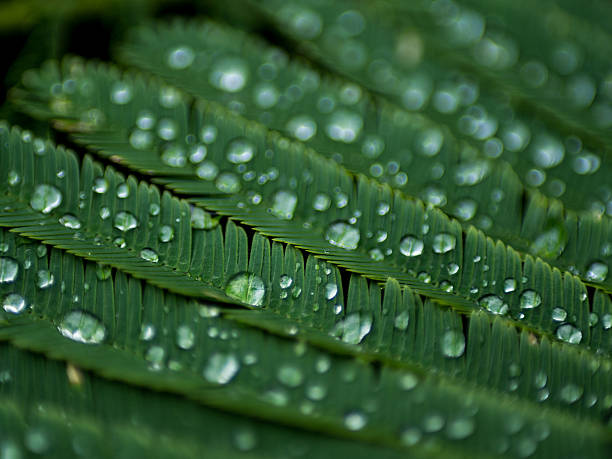 Green Foliage and rain drops background stock photo