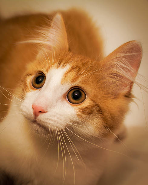 istock Portrait of a red kitten looking up 497752982