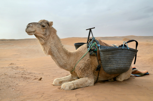 Camel in desert lanscape sunny Day location