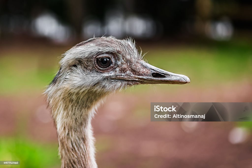 Ostrich Bird Head Up Close Profile Side View Stock Photo - Download Image  Now - 2015, Africa, Animal - iStock