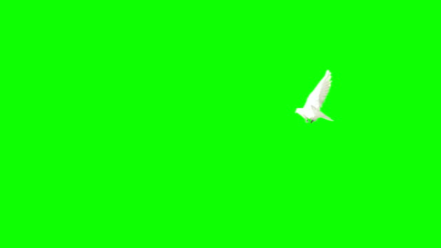 Dove Flying On Chroma Key (Super Slow Motion)