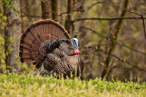 Tom Turkey in Full Strut stock photo