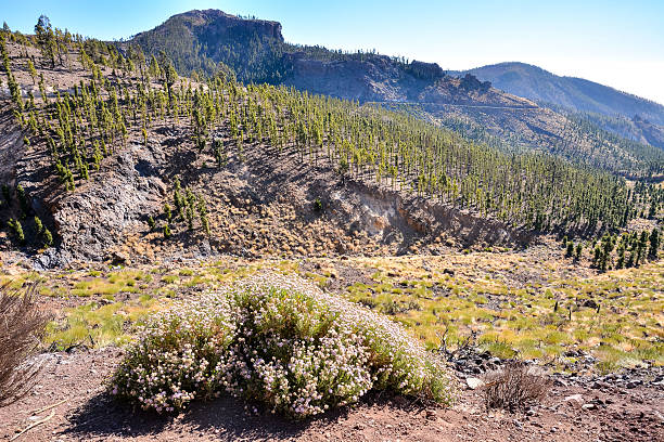 istock Forest In Teide National Park Tenerife 497753722