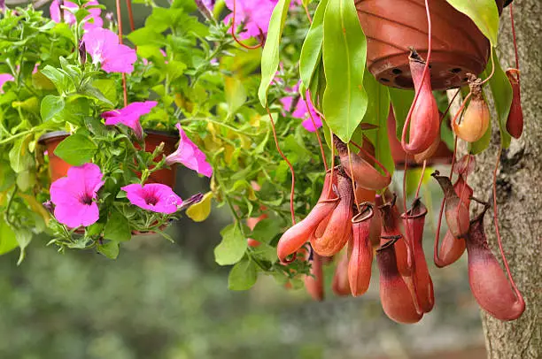 Photo of Nepenthes