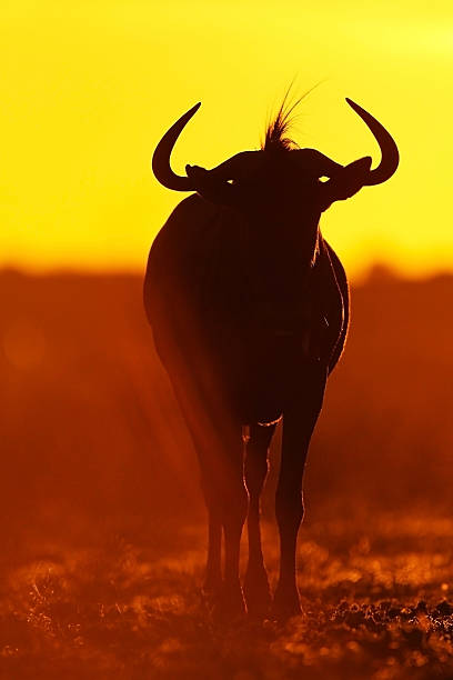 istock Wildebeest silhouette at sunset 497754421
