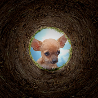 young dog looking into a hole.