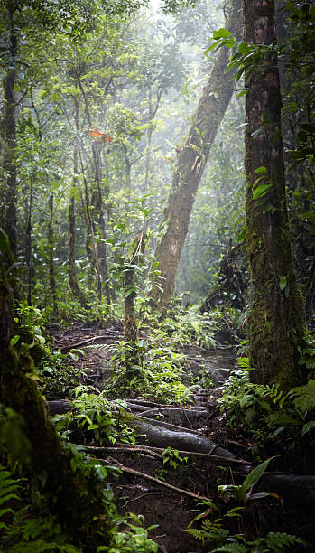 istock Trees in a forest, Costa Rica 497755019