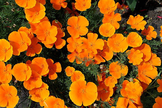 Orange poppy flowers / poppies (Orange King California Poppy / Eschscholzia californica) Photo showing a clump of bright orange poppies that have self seeded in an ornamental flower garden.  This variety is a hardy annual named Orange King California Poppy (Latin name: Eschscholzia Californica). california golden poppy stock pictures, royalty-free photos & images
