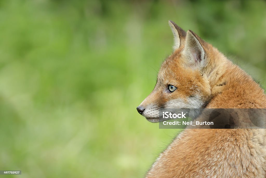 Isolated fox portrait Fox looking over its shoulder on a background of green Animal Stock Photo