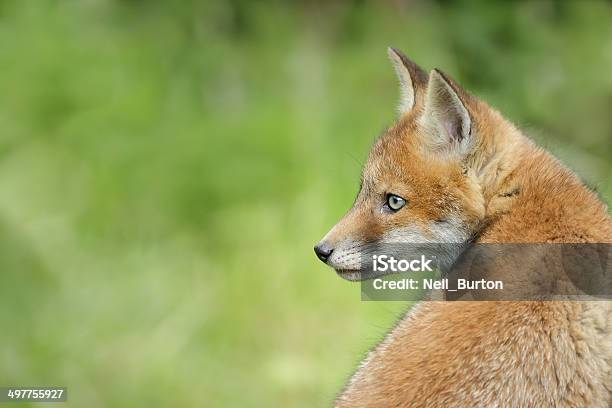 Isolated Fox Portrait Stock Photo - Download Image Now - Animal, Animal Wildlife, Animals Hunting