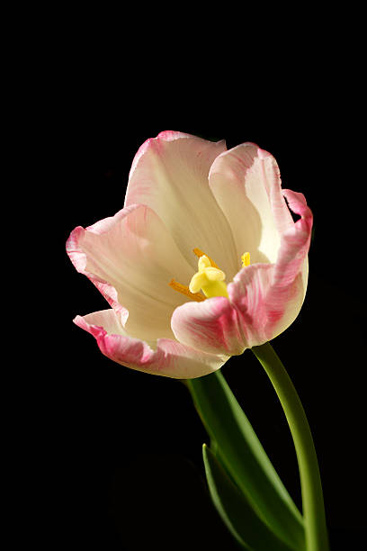 istock Tulips are blooming in the garden. 497756015