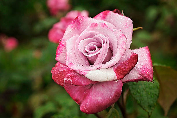 istock Pink and Fuchsia 497756209