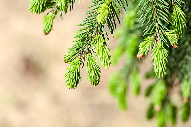 istock young fir branch 497756289