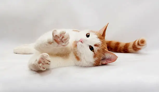 Photo of Red and white cat lying on gray background