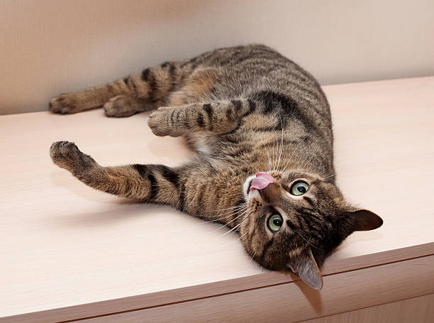 istock Tabby cat lies tongue hanging 497756901