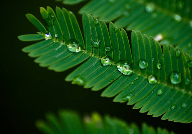 Green Foliage and rain drops background stock photo