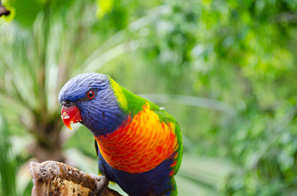 istock Parrot in Loro Park Tenerife(Spain) 497757225