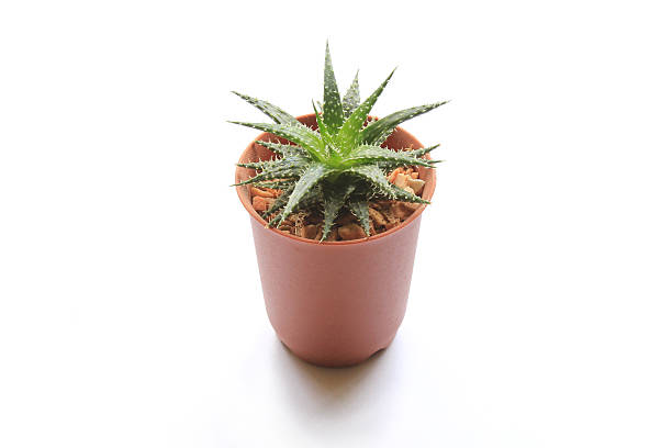 istock Aloe Vera houseplant isolated on white 497757311
