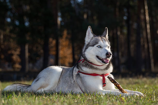 husky siberiano reside na relva com colar. - siberian husky imagens e fotografias de stock