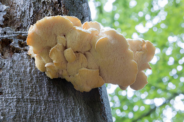 istock Rare mushroom Creolophus cirrhatus 497779276
