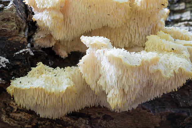 istock Rare mushroom Creolophus cirrhatus 497779462