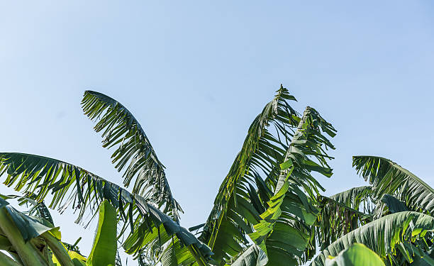 istock banana farm and sky 497780380