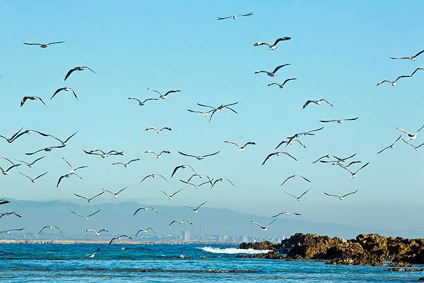 istock Seagulls in the air 497780880