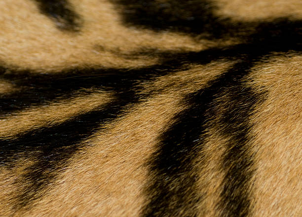 istock Tiger Skin Detail 497782738