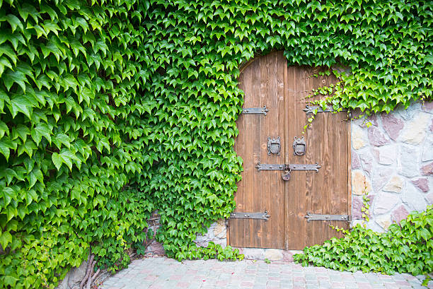 istock Wooden ancient gates with ivy 497783184