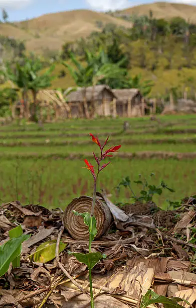 Tropical red flower in focus; rice fields, thatched huts, banana trees and hills out of focus but recognisable in the background