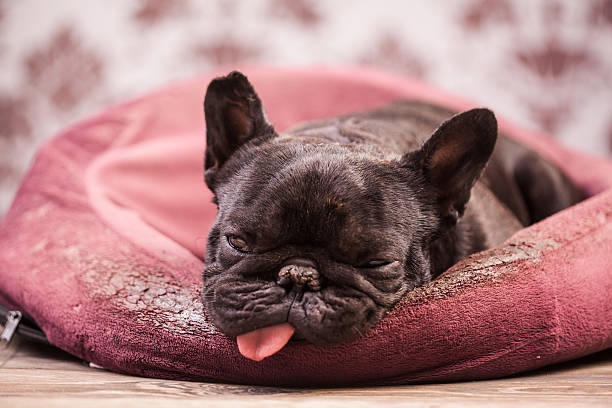 istock french bulldog relaxing 497783840