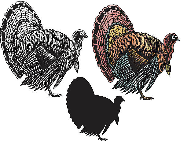 Thanksgiving Turkey Thanksgiving Turkey. Three versions of a Thanksgiving Turkey. Check out my "Vectors Animals & Insects" light box for more. thanksgiving holiday silhouettes stock illustrations