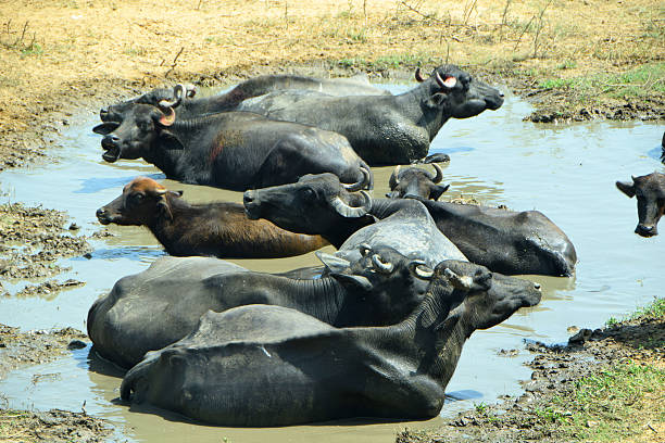 Water Buffalo India stock photo