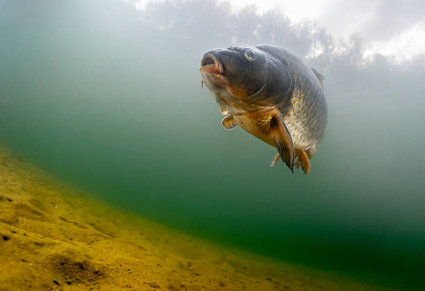 Carp of the family of Cyprinidae Fish (Carp of the family of Cyprinidae) in the pond near a bottom carp stock pictures, royalty-free photos & images